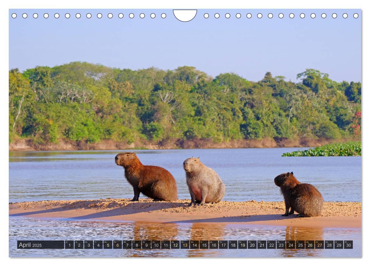 Bild: 9783435123346 | Tiere im Pantanal - viaje.ch (Wandkalender 2025 DIN A4 quer),...