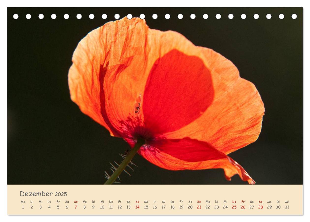 Bild: 9783435493500 | Mohnblumen - rote Schönheiten (Tischkalender 2025 DIN A5 quer),...