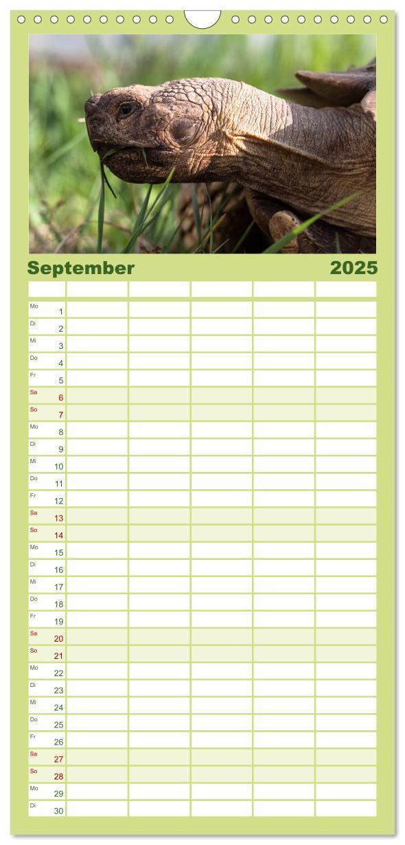 Bild: 9783457122938 | Familienplaner 2025 - Landschildkröten mit 5 Spalten (Wandkalender,...