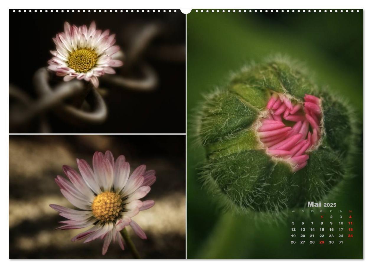 Bild: 9783435602469 | Blumenreise 2025 (hochwertiger Premium Wandkalender 2025 DIN A2...