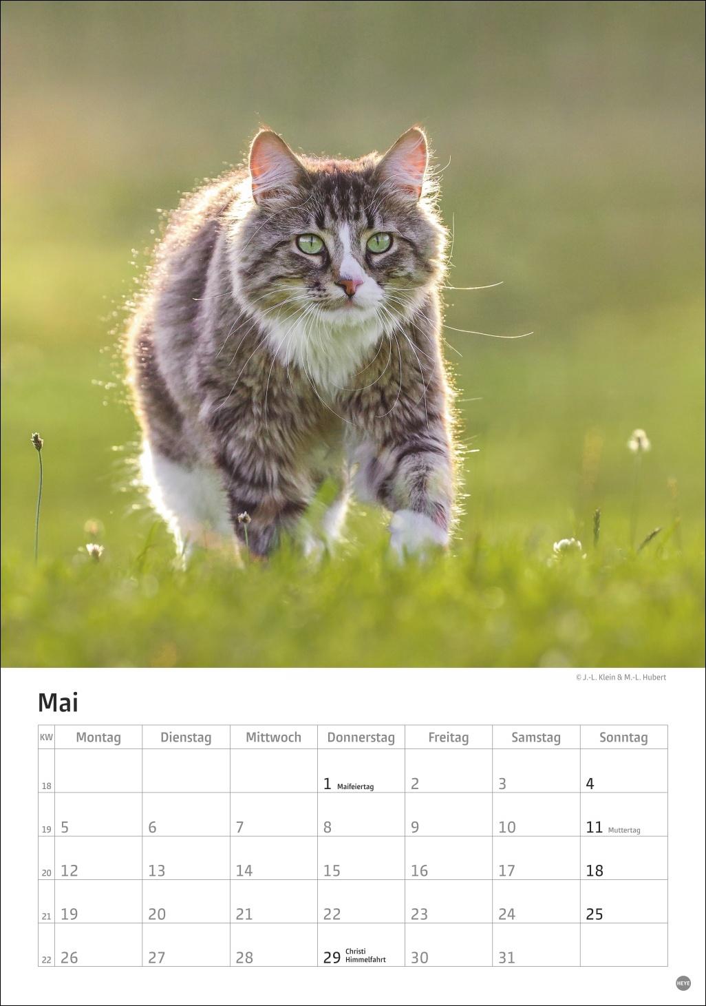 Bild: 9783756405589 | Katzen Kalender 2025 | Heye | Kalender | Spiralbindung | 13 S. | 2025