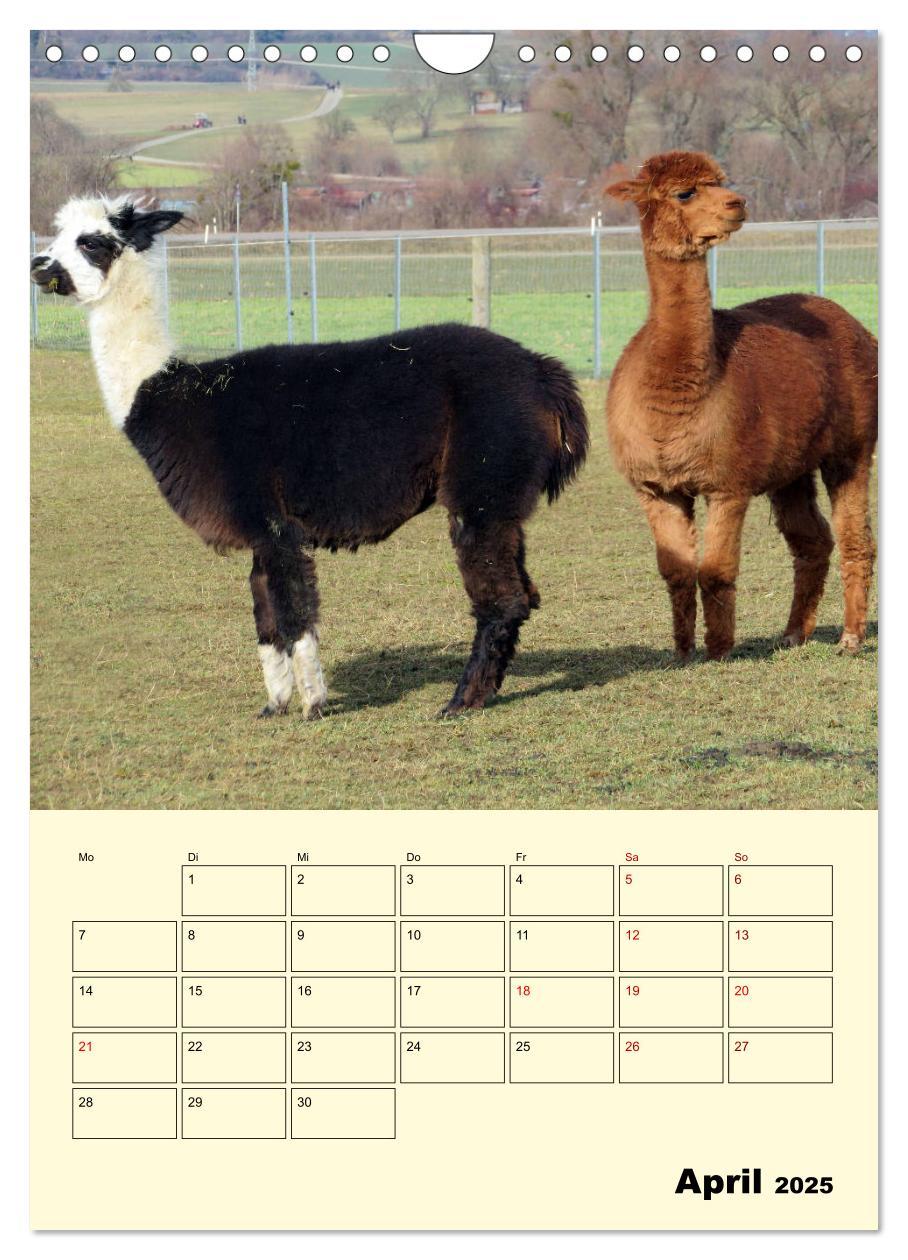 Bild: 9783435962839 | Alpakas erleben (Wandkalender 2025 DIN A4 hoch), CALVENDO...