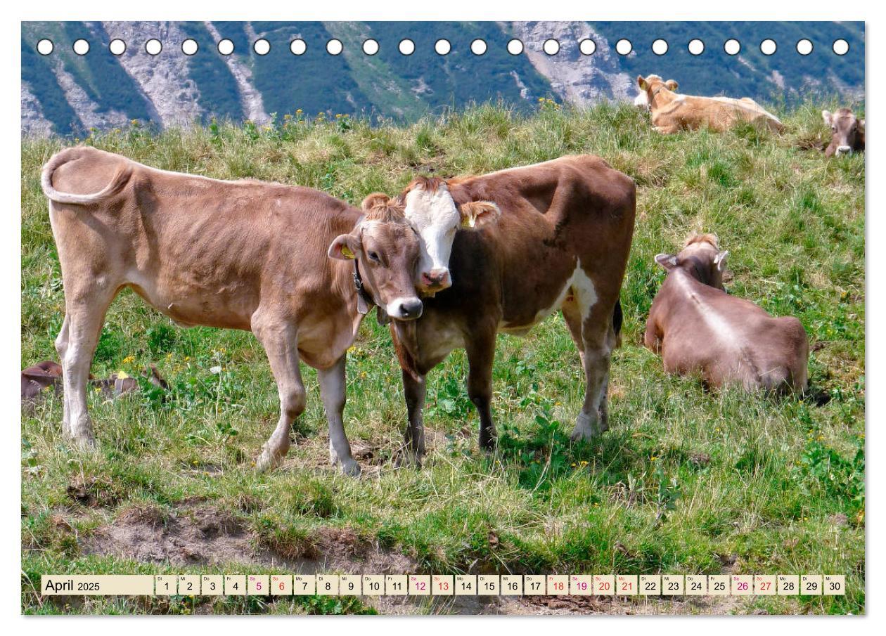 Bild: 9783435118618 | Berg-Kühe, Natur pur - unser schönster Urlaub (Tischkalender 2025...