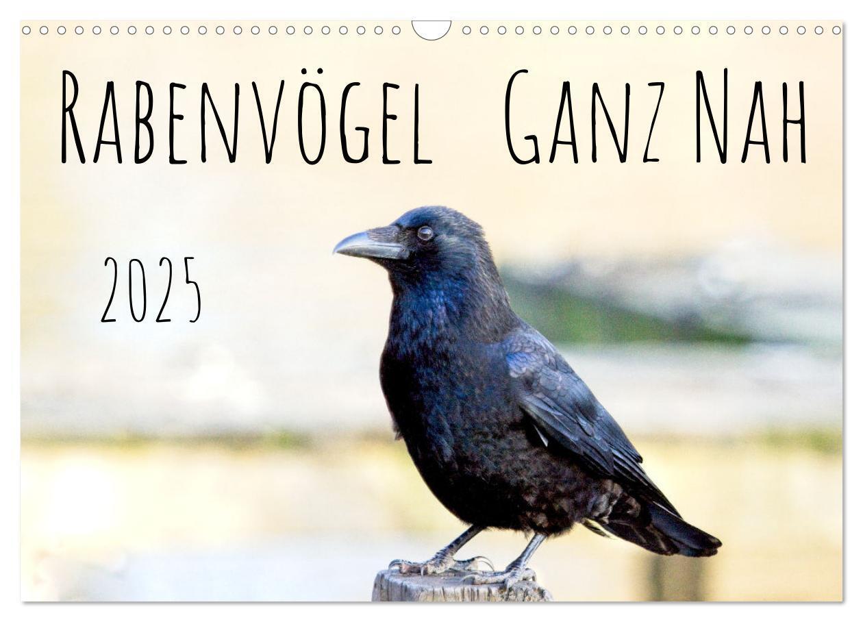 Cover: 9783383927447 | Rabenvögel - ganz nah (Wandkalender 2025 DIN A3 quer), CALVENDO...