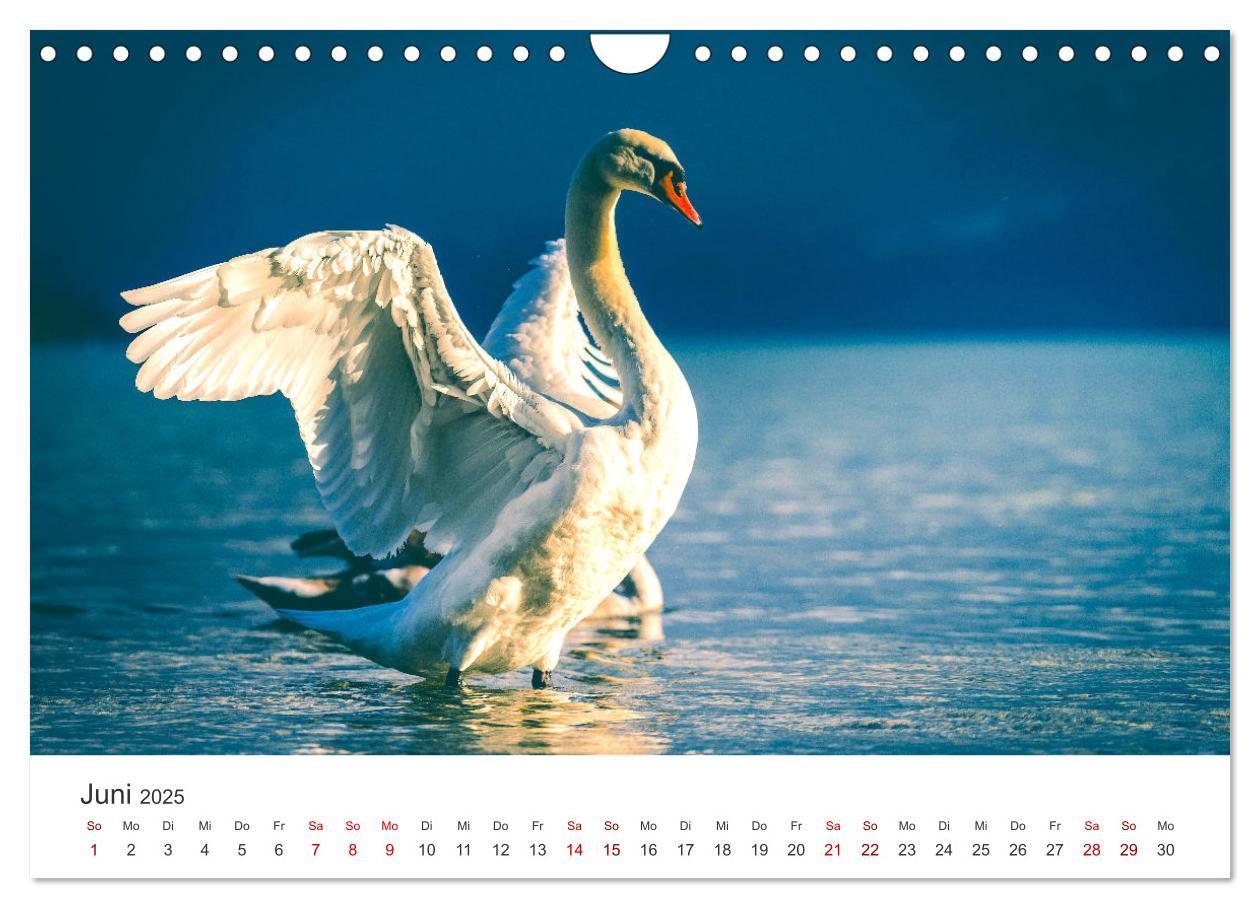 Bild: 9783383934667 | Schwäne - Prachtvolle Federkleider. (Wandkalender 2025 DIN A4...