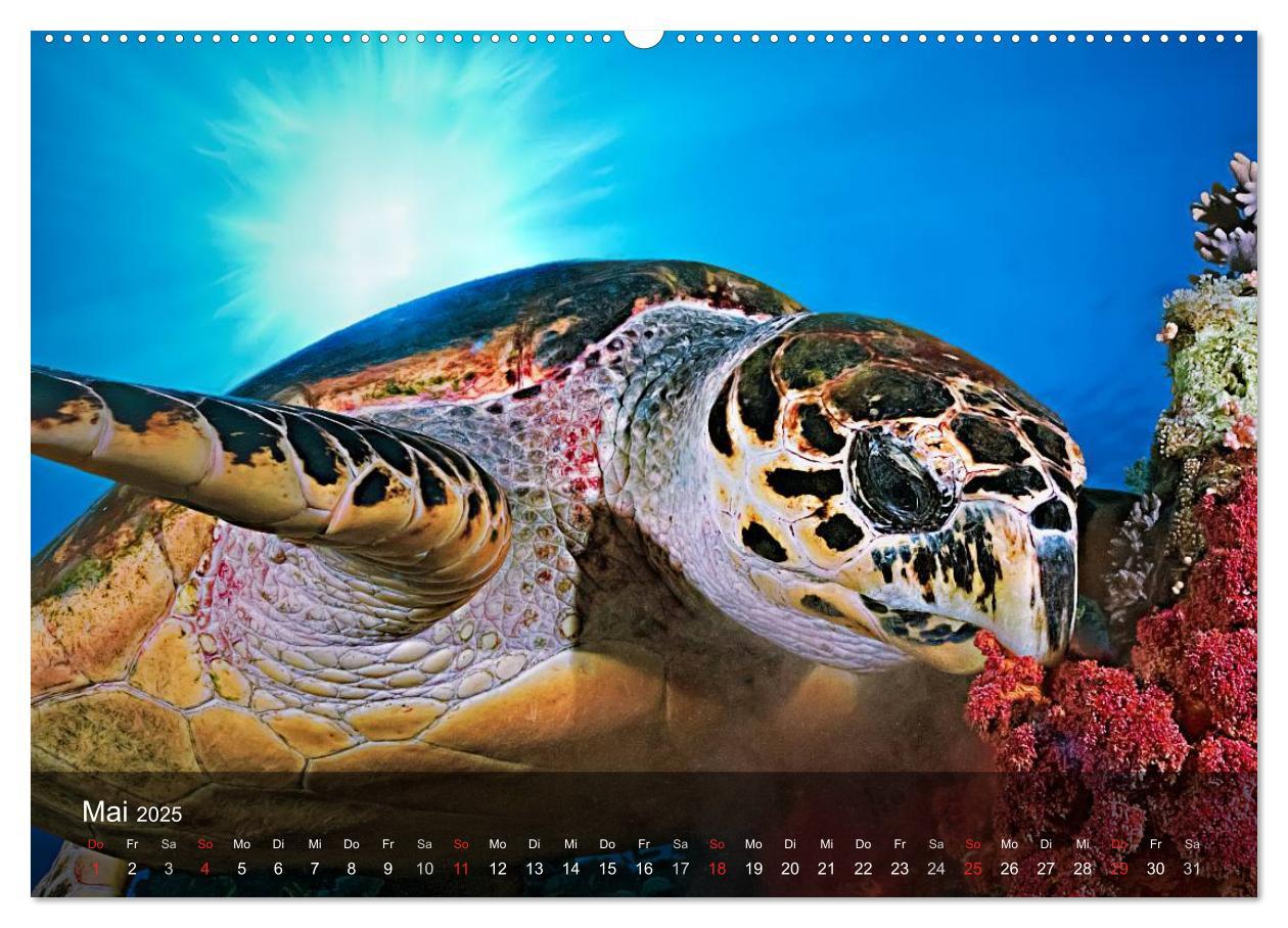 Bild: 9783435596959 | Schildkröten des Ozeans (Wandkalender 2025 DIN A2 quer), CALVENDO...