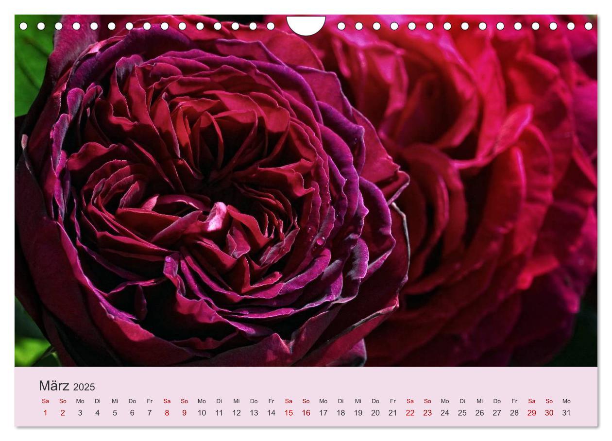 Bild: 9783435453566 | Rosen Reigen im Garten (Wandkalender 2025 DIN A4 quer), CALVENDO...