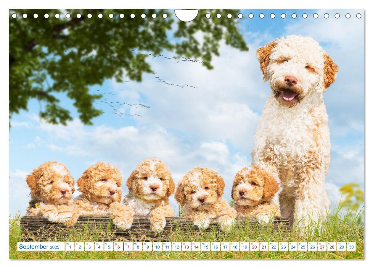 Bild: 9783435028580 | Lagotto Romagnolo - Bilder aus der Kinderstube (Wandkalender 2025...