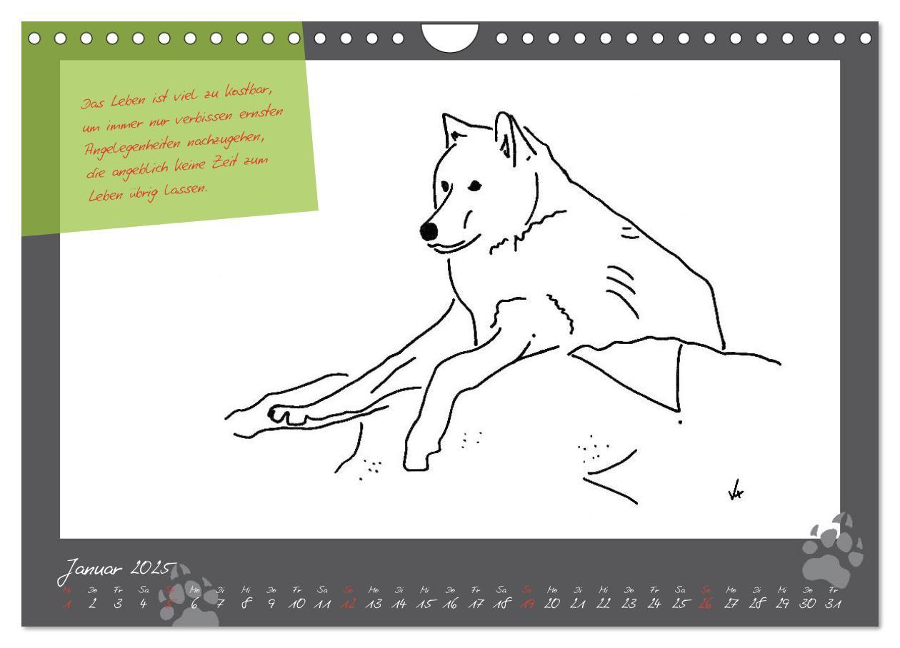 Bild: 9783435726660 | Der kleine GROSSE Wolf - Kalender (Wandkalender 2025 DIN A4 quer),...