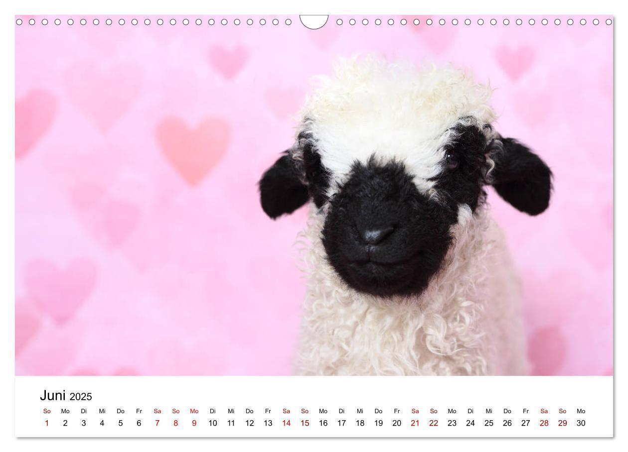 Bild: 9783435327034 | Walliser Schwarznasenschaf Valais Blacknose Sheep (Wandkalender...