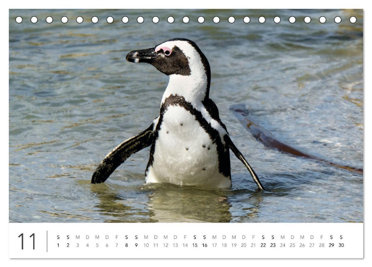 Bild: 9783383811111 | Südafrika Garden Route (Tischkalender 2025 DIN A5 quer), CALVENDO...