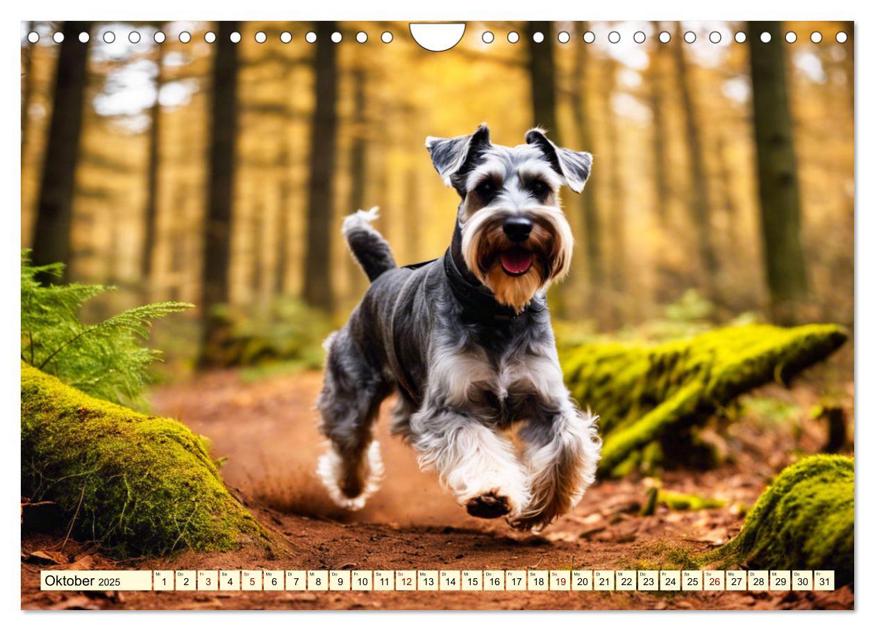 Bild: 9783457016145 | Schnauzer - vielseitige Allrounder (Wandkalender 2025 DIN A4 quer),...