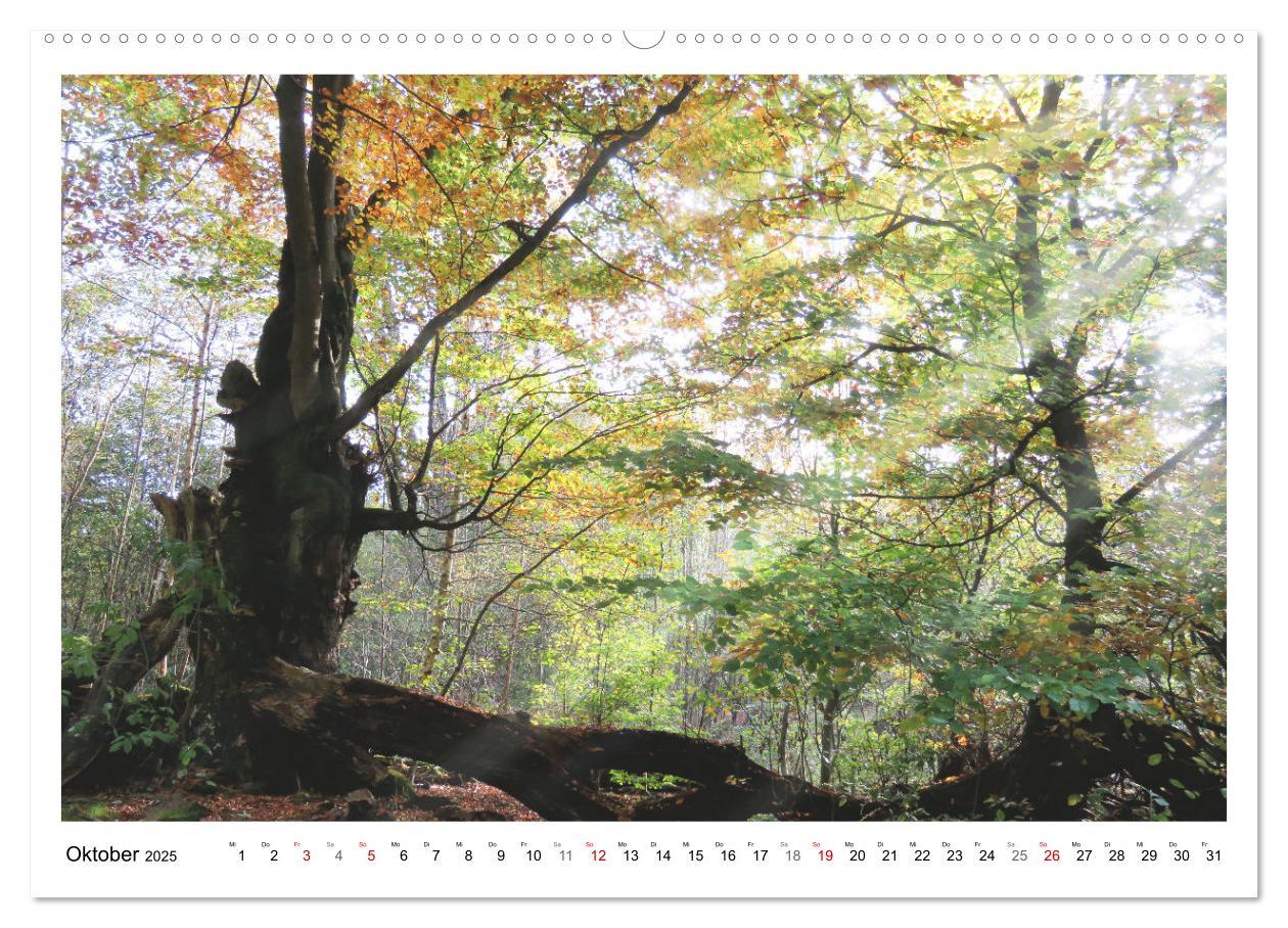 Bild: 9783435079957 | Mein Sehnsuchtsort, der heimische Wald (Wandkalender 2025 DIN A2...