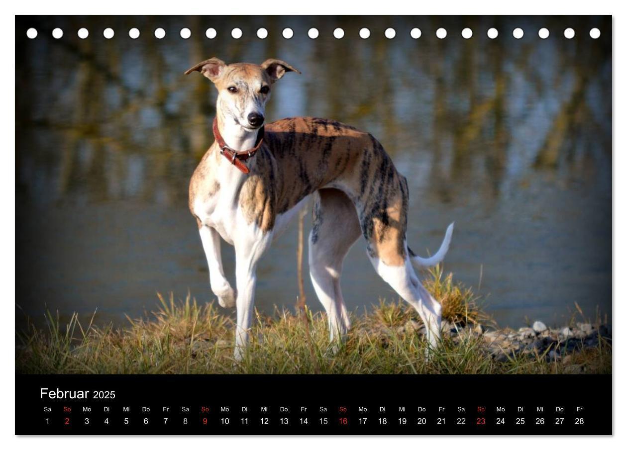 Bild: 9783435643141 | Whippet 2025 (Tischkalender 2025 DIN A5 quer), CALVENDO Monatskalender