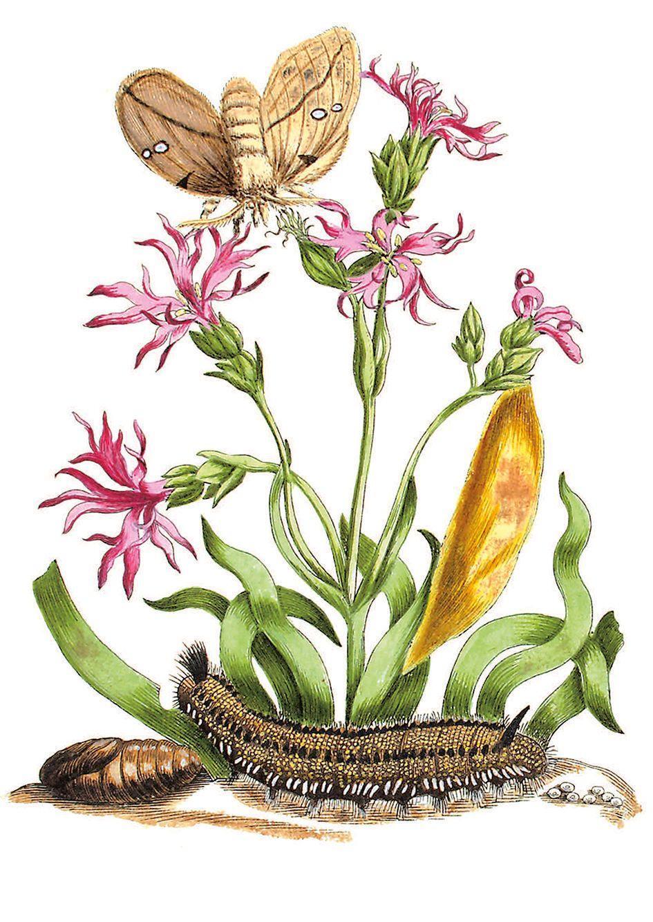 Bild: 9783968490038 | Blüten, Raupen, Schmetterlinge | Maria Sibylla Merian | Buch | 256 S.