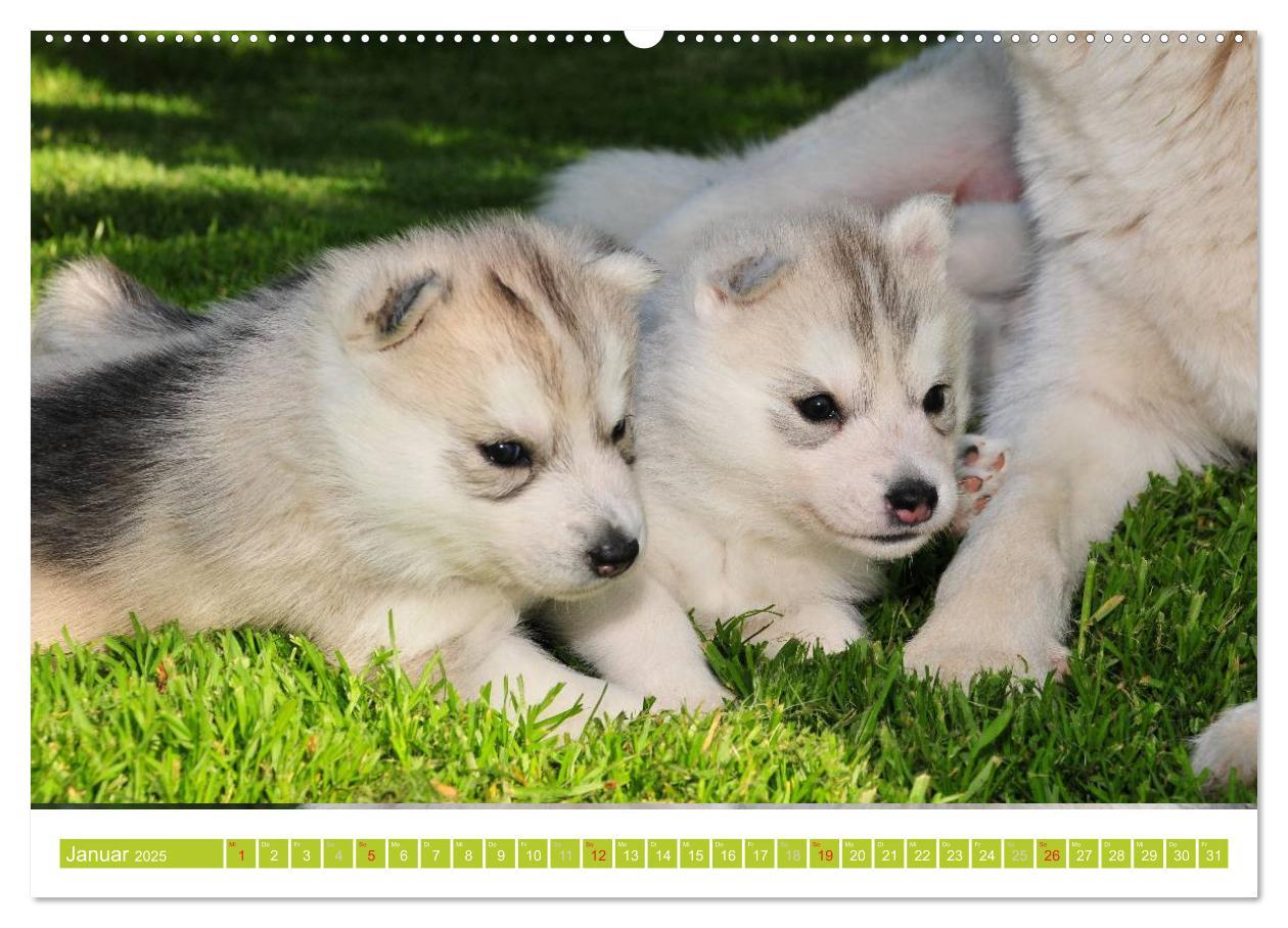 Bild: 9783435746705 | Siberian Husky - der Urtyp (hochwertiger Premium Wandkalender 2025...