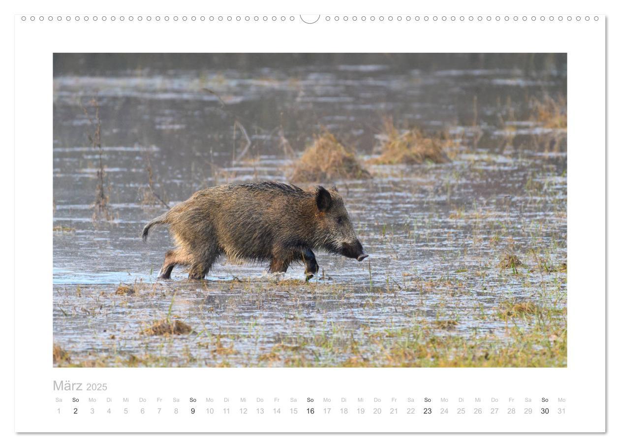 Bild: 9783383947681 | Wildschweine ¿ Wildlife Fotografien (Wandkalender 2025 DIN A2...