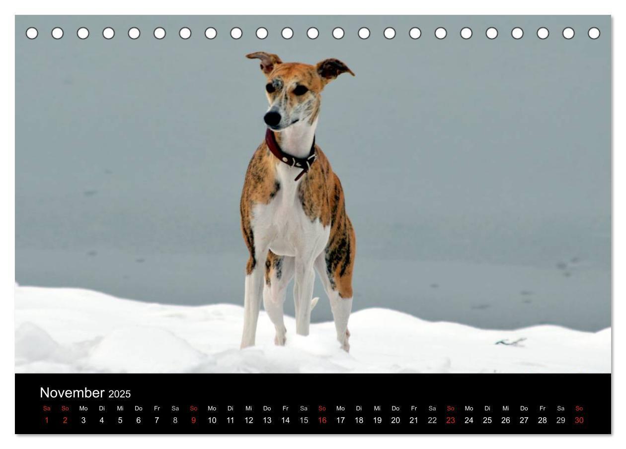 Bild: 9783435643141 | Whippet 2025 (Tischkalender 2025 DIN A5 quer), CALVENDO Monatskalender