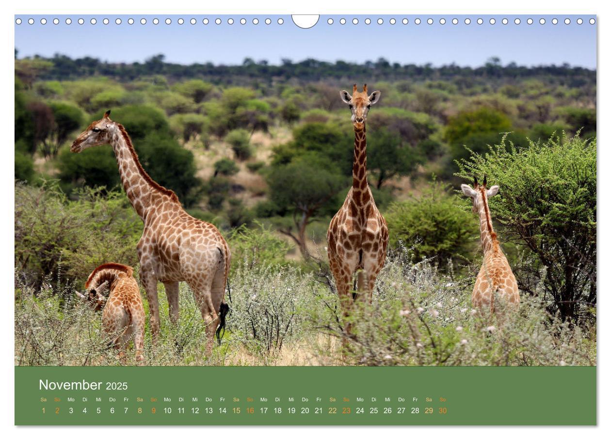 Bild: 9783383931123 | Roadtrip in Namibia (Wandkalender 2025 DIN A3 quer), CALVENDO...