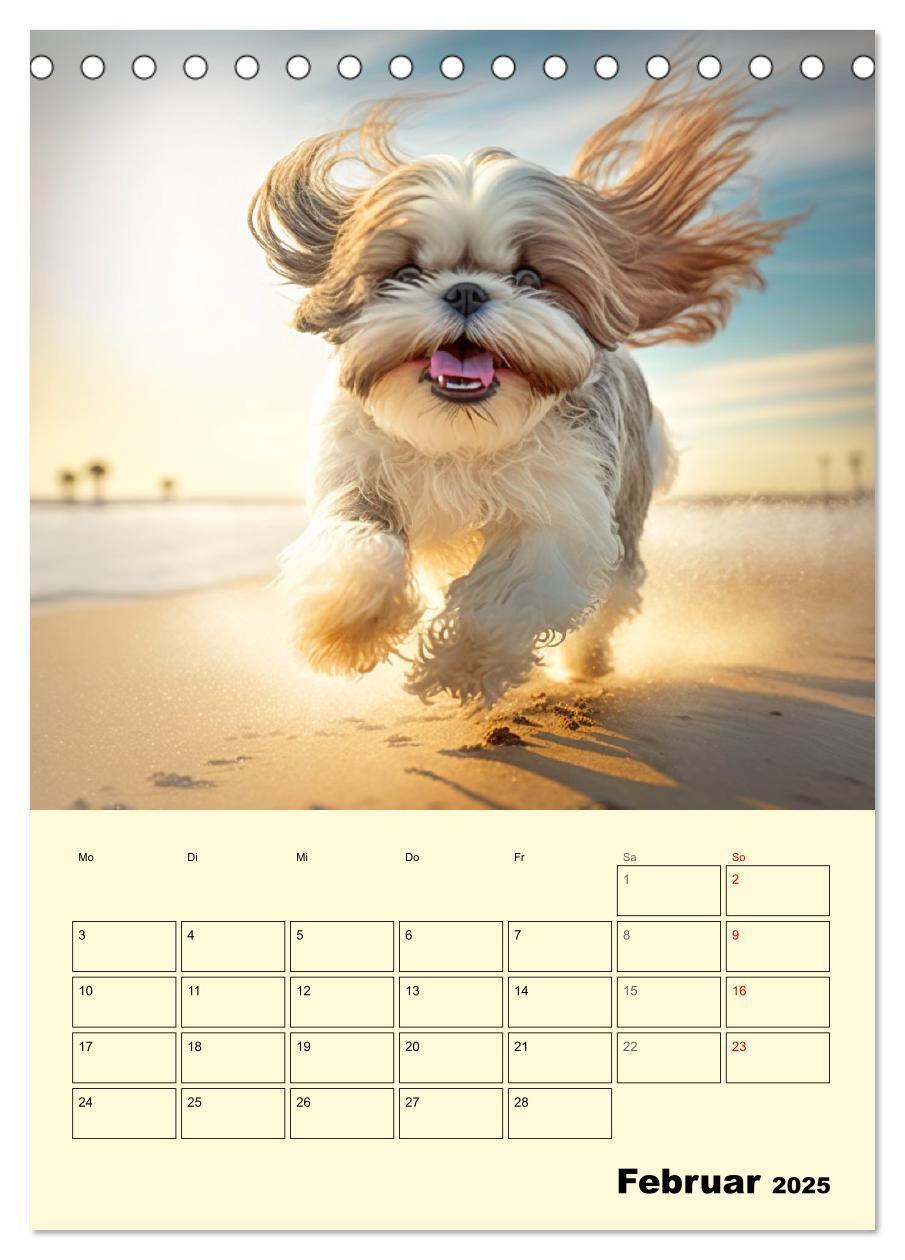 Bild: 9783435874514 | Shih Tzu Alarm. Glückliche Wuschelköpfe (Tischkalender 2025 DIN A5...