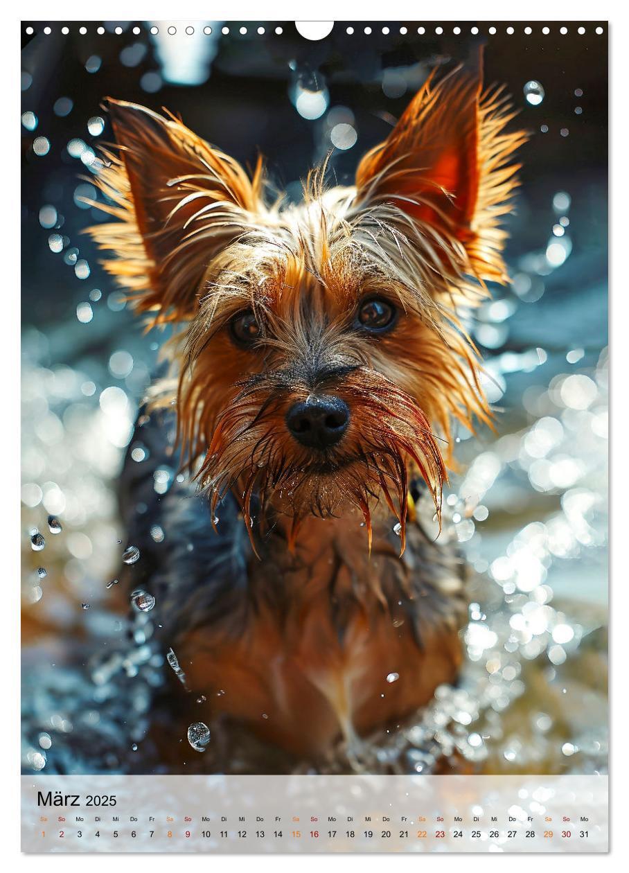 Bild: 9783383771712 | Yorkshire Terrier - ein Hund mit starkem Charakter (Wandkalender...