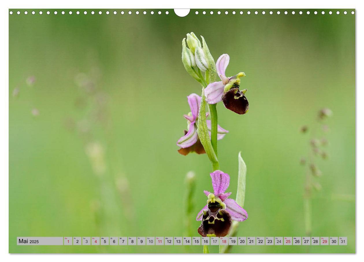 Bild: 9783435536528 | Orchideenwiese 2025 (Wandkalender 2025 DIN A3 quer), CALVENDO...