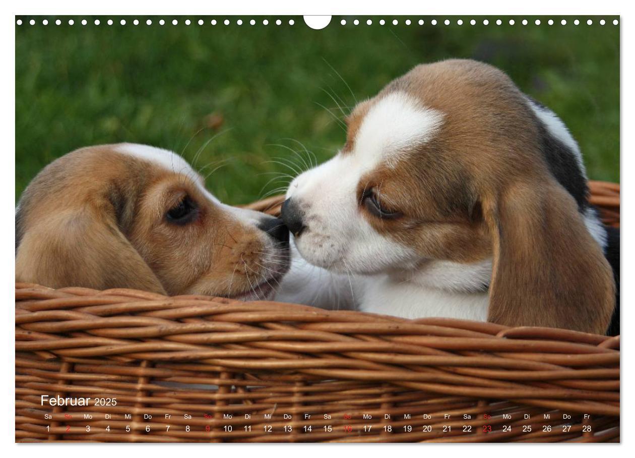 Bild: 9783435746569 | Beagle (Wandkalender 2025 DIN A3 quer), CALVENDO Monatskalender | Berg