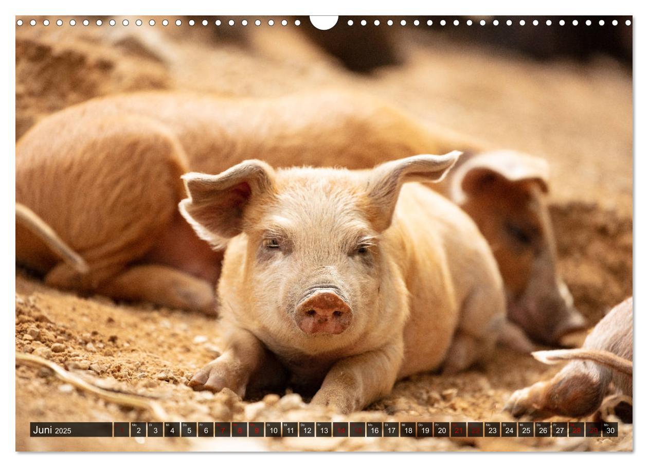 Bild: 9783435261529 | Korsika - süße, wilde Schweinchen (Wandkalender 2025 DIN A3 quer),...