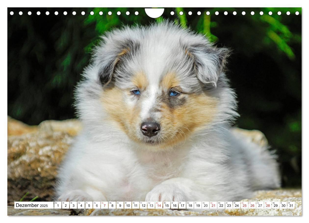 Bild: 9783435251452 | Colliewelpen - kleine Collies erobern die Welt (Wandkalender 2025...