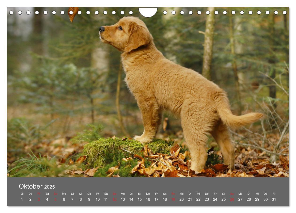 Bild: 9783435307791 | Chesley Kleiner Hund grosse Abenteuer (Wandkalender 2025 DIN A4...