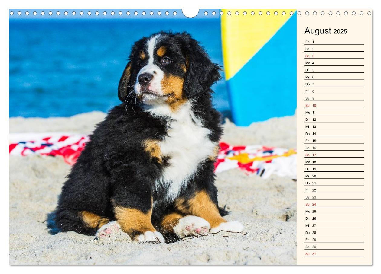 Bild: 9783435478194 | Seebärchen entdecken die Welt - Berner Sennenhunde (Wandkalender...