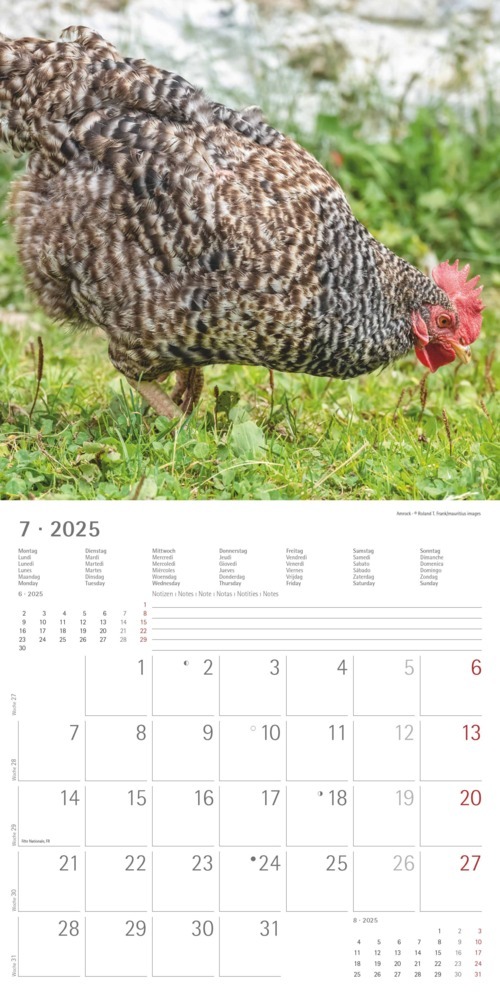 Bild: 4251732344306 | Alpha Edition - Hühner 2025 Broschürenkalender, 30x30cm, Kalender...