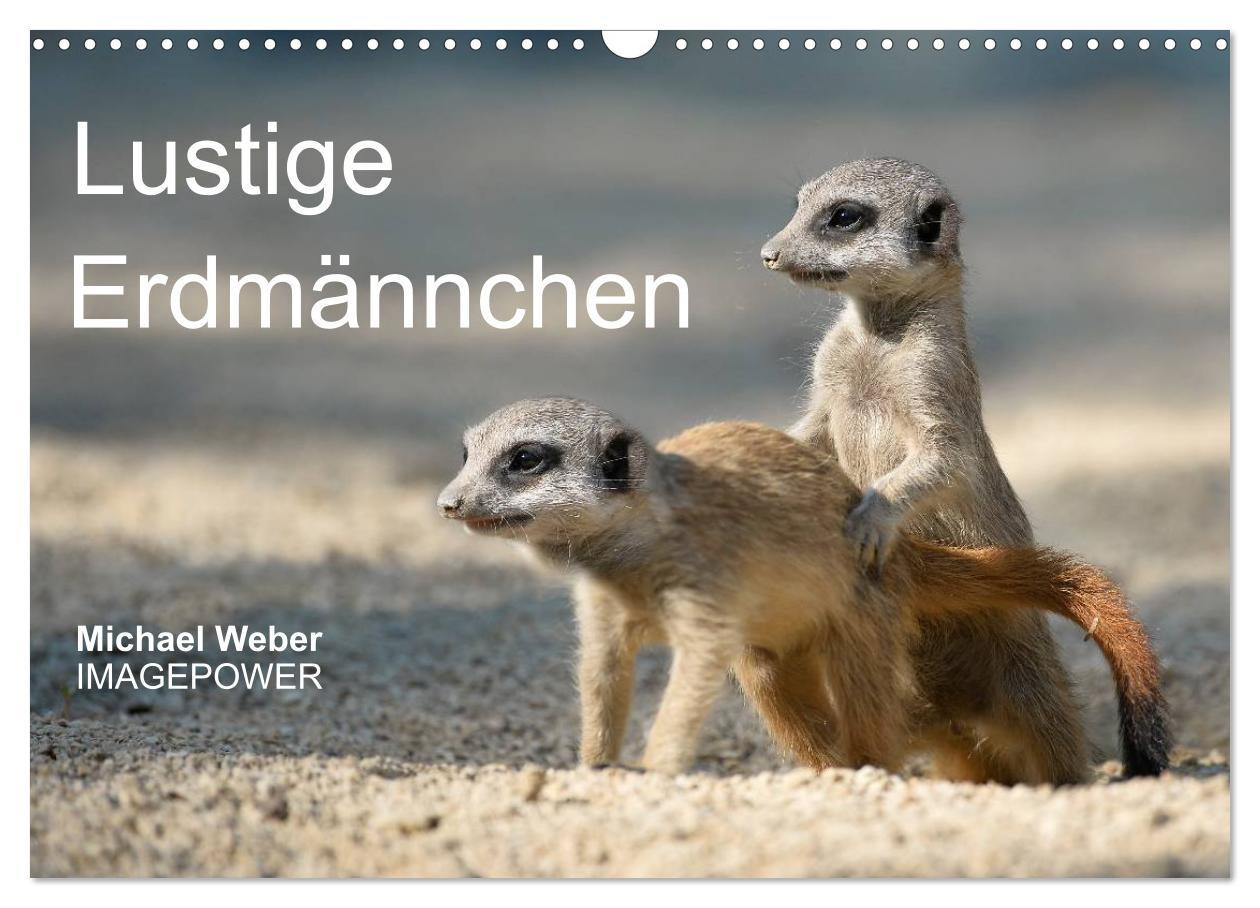 Cover: 9783435782123 | Lustige Erdmännchen (Wandkalender 2025 DIN A3 quer), CALVENDO...