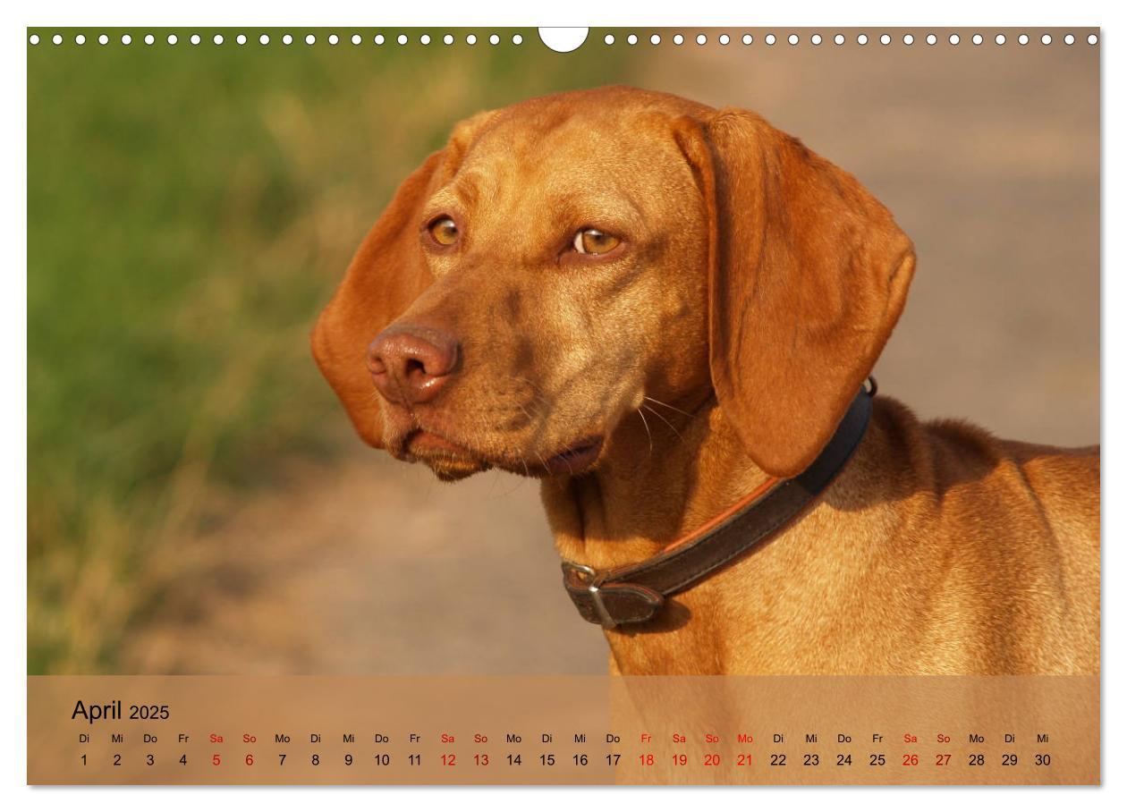 Bild: 9783435307432 | Magyar Vizsla - Ungarischer Vorstehhund (Wandkalender 2025 DIN A3...