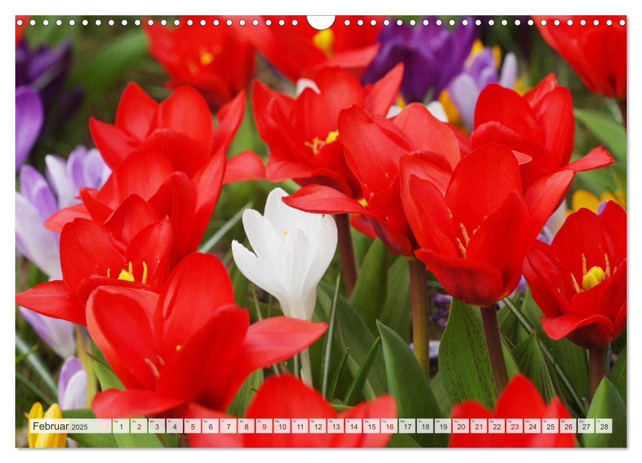 Bild: 9783435724239 | Roter Glanz Blütenpracht (Wandkalender 2025 DIN A3 quer), CALVENDO...