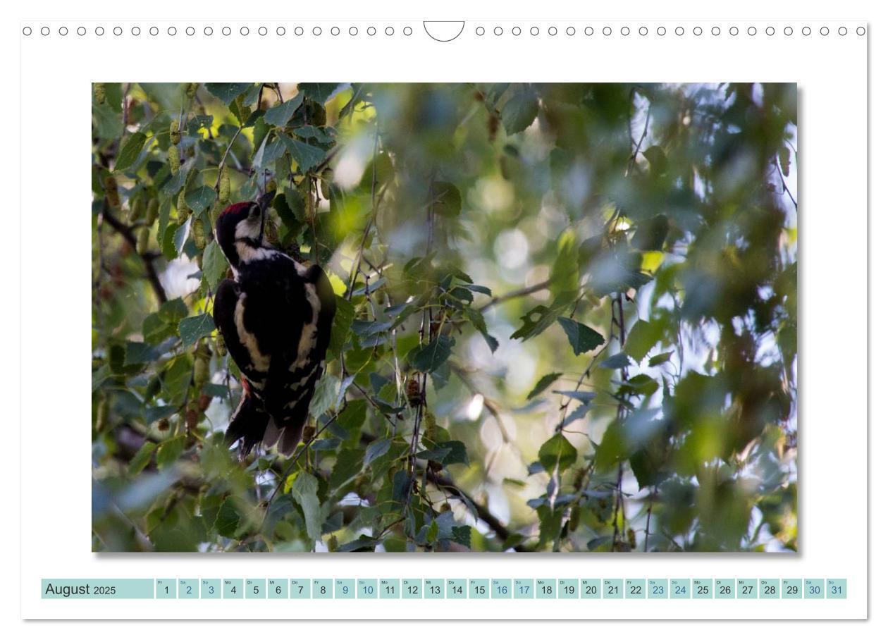 Bild: 9783435535842 | Augenblicke im Müritz Nationalpark (Wandkalender 2025 DIN A3 quer),...