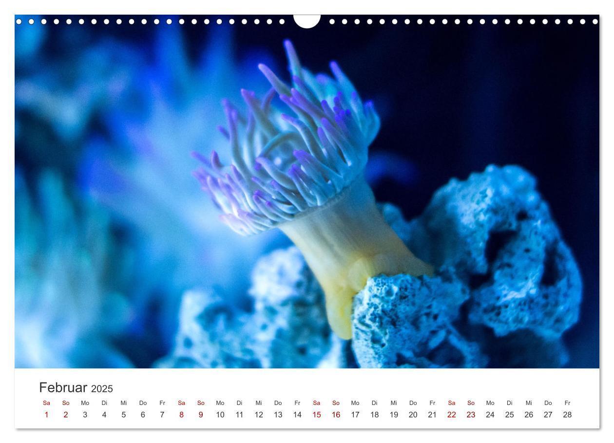 Bild: 9783383938290 | Tiefsee - Ein Abenteuer ins Unbekannte. (Wandkalender 2025 DIN A3...