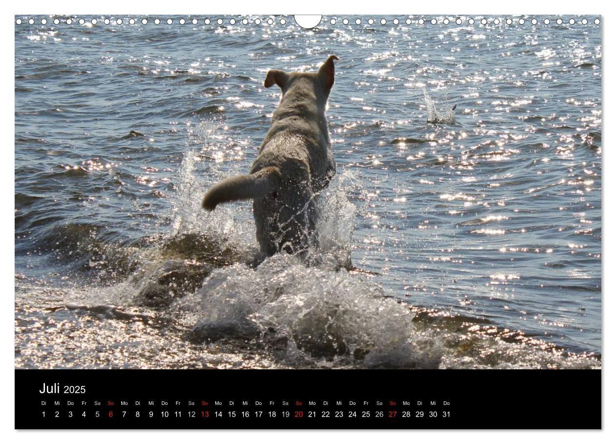 Bild: 9783435756575 | Labrador Retriever 2025 (Wandkalender 2025 DIN A3 quer), CALVENDO...