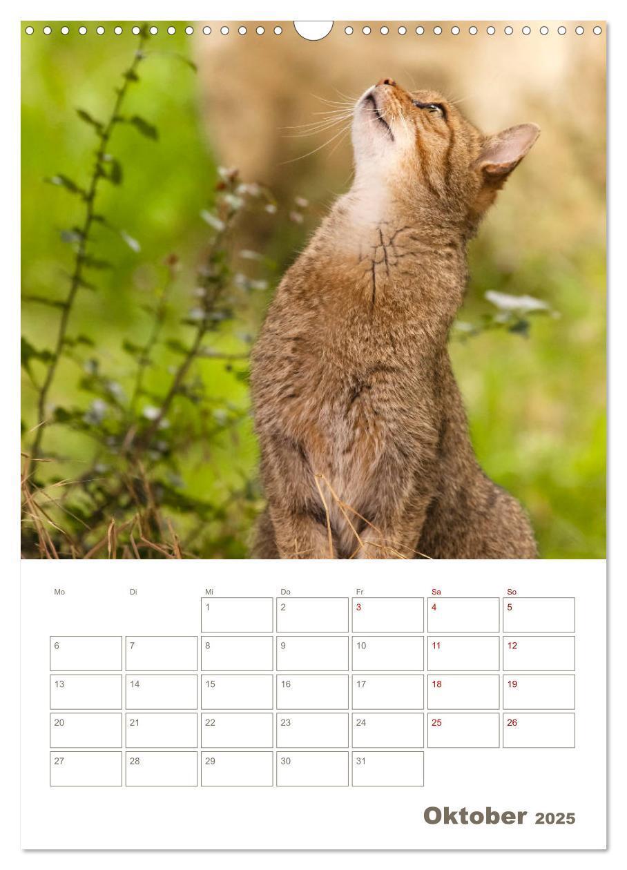 Bild: 9783435982882 | Europäische Wildkatzen - Jahresplaner (Wandkalender 2025 DIN A3...