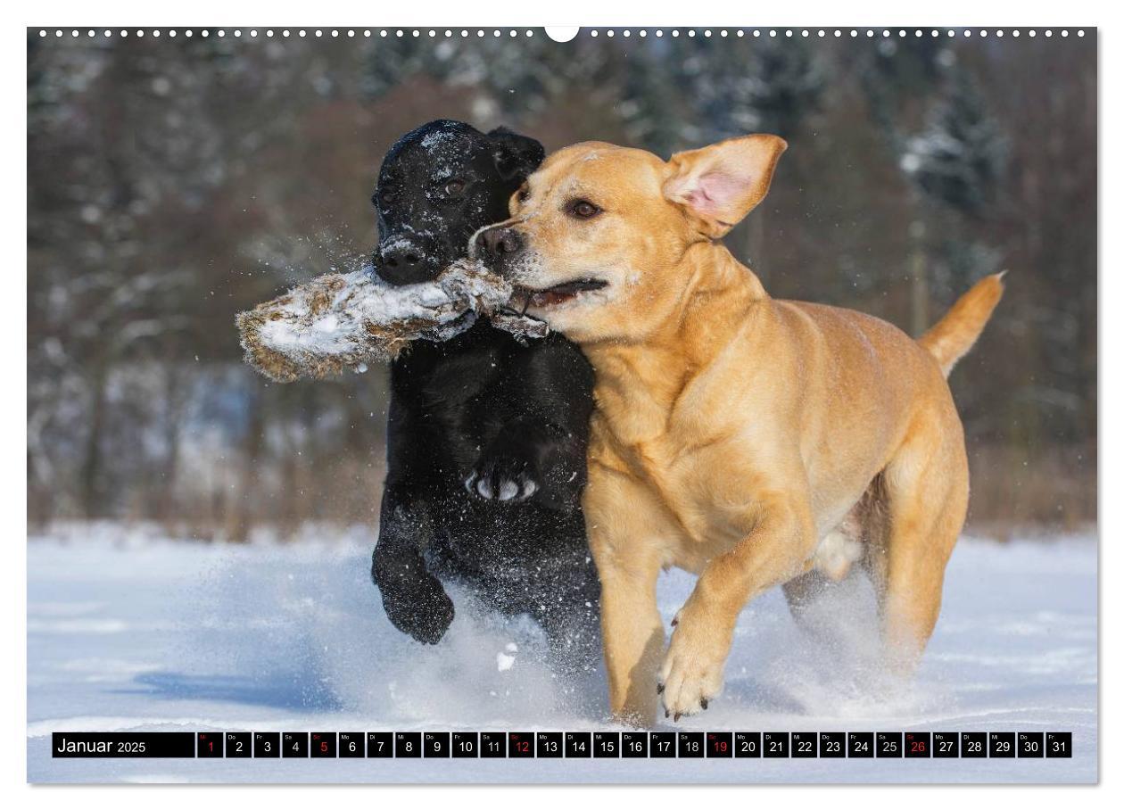 Bild: 9783435640805 | Labrador Retriever - ein Herz auf 4 Pfoten (Wandkalender 2025 DIN...