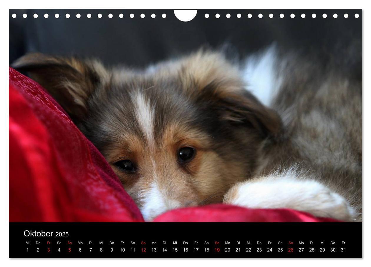 Bild: 9783435752720 | Shelties 2025 (Wandkalender 2025 DIN A4 quer), CALVENDO Monatskalender