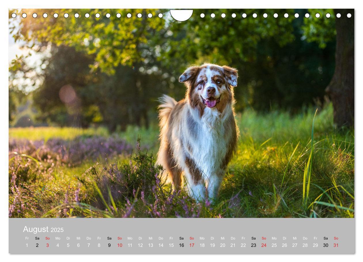 Bild: 9783435673247 | Australian Shepherd 2025 (Wandkalender 2025 DIN A4 quer), CALVENDO...