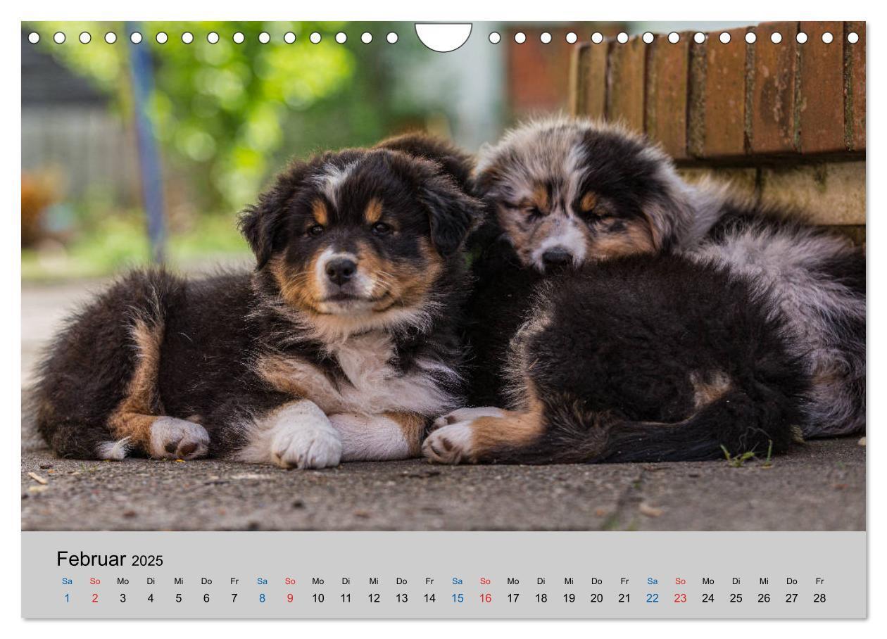 Bild: 9783435151394 | Australian Shepherd Welpen 2025 (Wandkalender 2025 DIN A4 quer),...