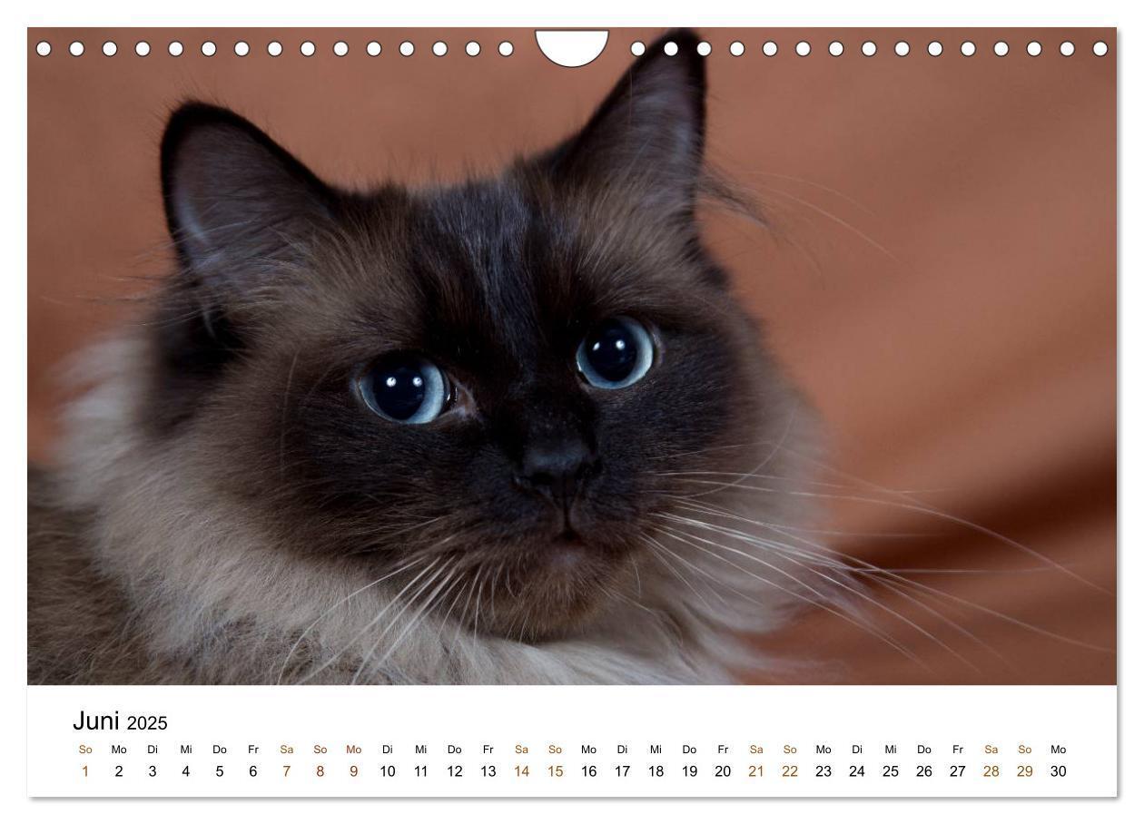 Bild: 9783435754328 | Ragdolls (Wandkalender 2025 DIN A4 quer), CALVENDO Monatskalender