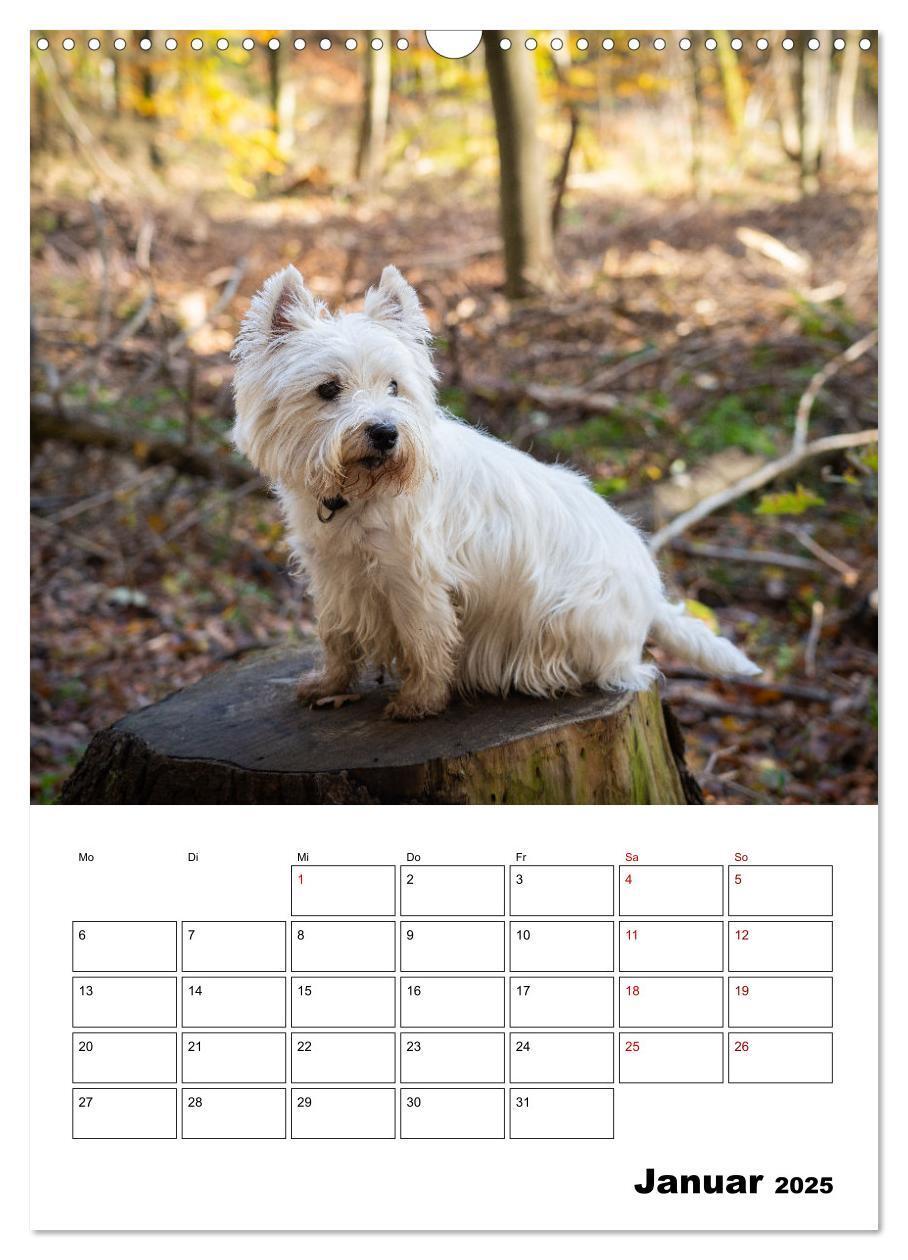 Bild: 9783435887842 | West Highland White Terrier - Herzensbrecher auf vier Pfoten...