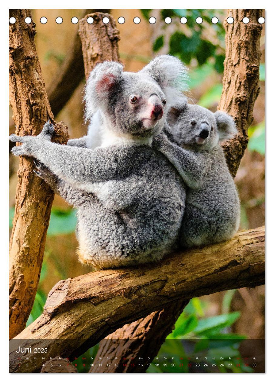 Bild: 9783435910946 | Koalas auf den Pelz gerückt (Tischkalender 2025 DIN A5 hoch),...