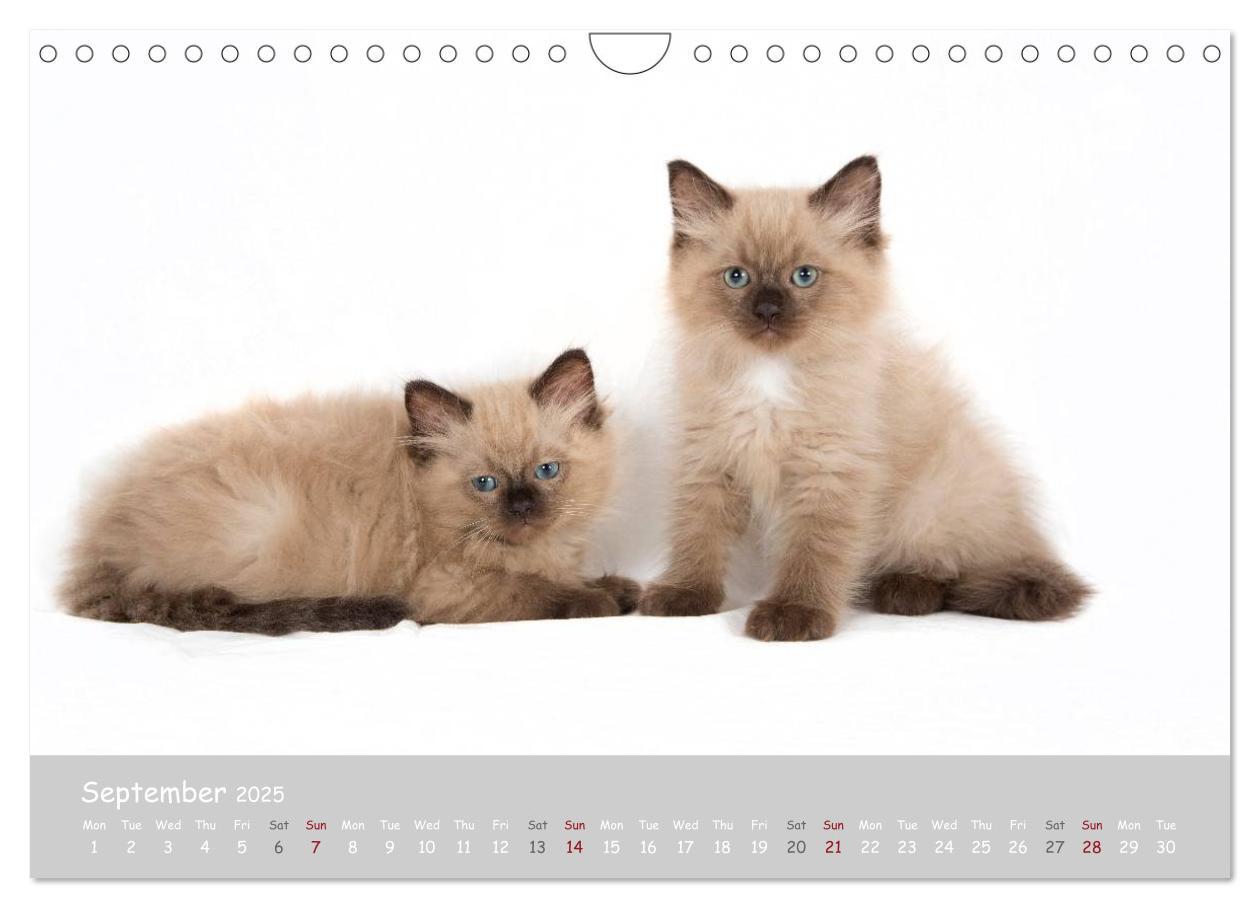 Bild: 9781325962532 | Amazing Ragdoll Kittens (Wall Calendar 2025 DIN A4 landscape),...