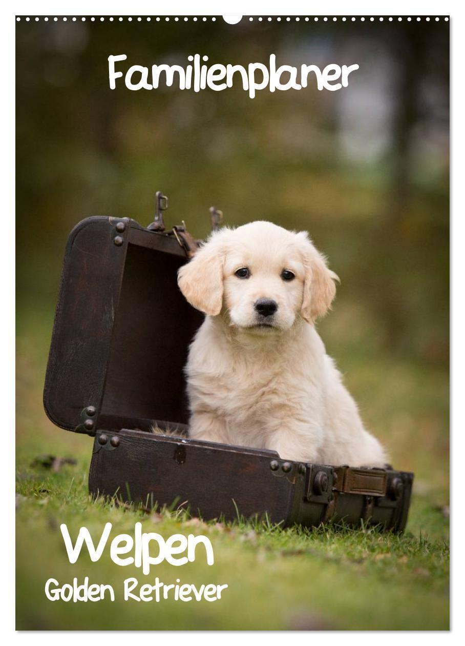 Cover: 9783457087718 | Familienplaner: Golden Retriever Welpen (Wandkalender 2025 DIN A2...