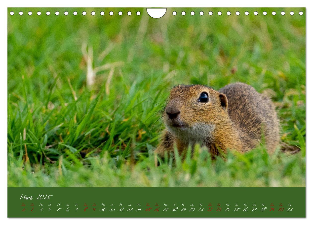 Bild: 9783383861154 | Ziesel auf Augenhöhe (Wandkalender 2025 DIN A4 quer), CALVENDO...