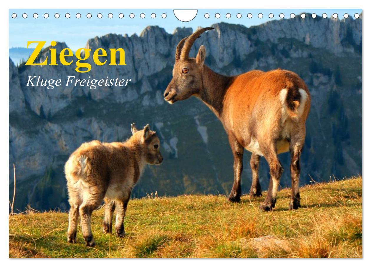 Cover: 9783435601271 | Ziegen. Kluge Freigeister (Wandkalender 2025 DIN A4 quer), CALVENDO...